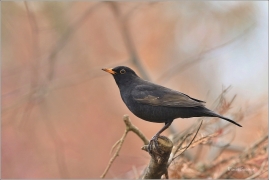 <p>KOS ČERNÝ (Turdus merula) ---- /Common blackbird - Amsel/</p>